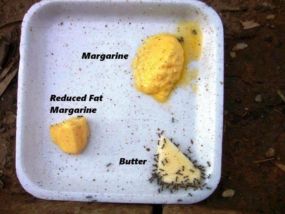 This is why I eat margarine, there’s way less ants in it