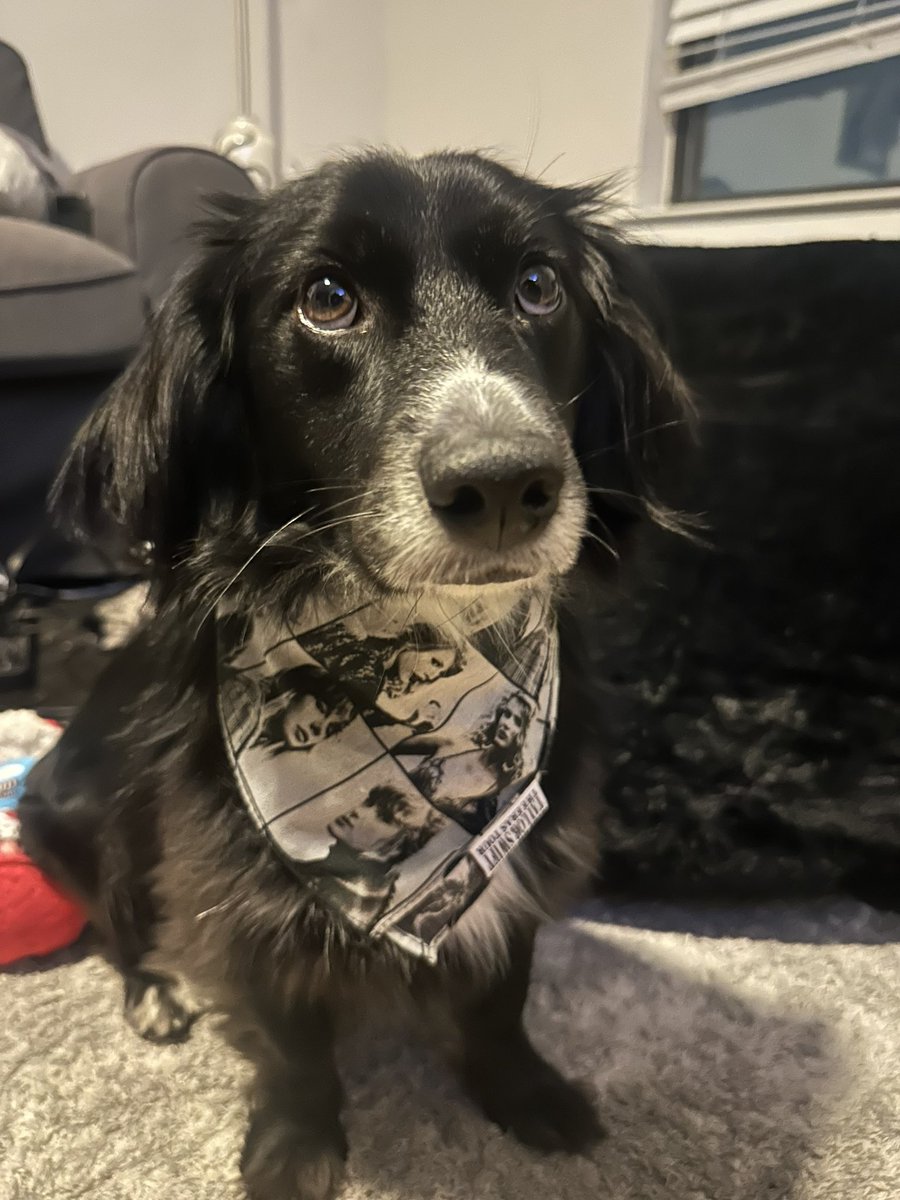 kendallen__'s tweet photo. The Black Dog reporting for duty #tsTTPD #TaylorSwift  @taylornation13  @taylorswift13 https://t.co/5yRaNJ4JpP
