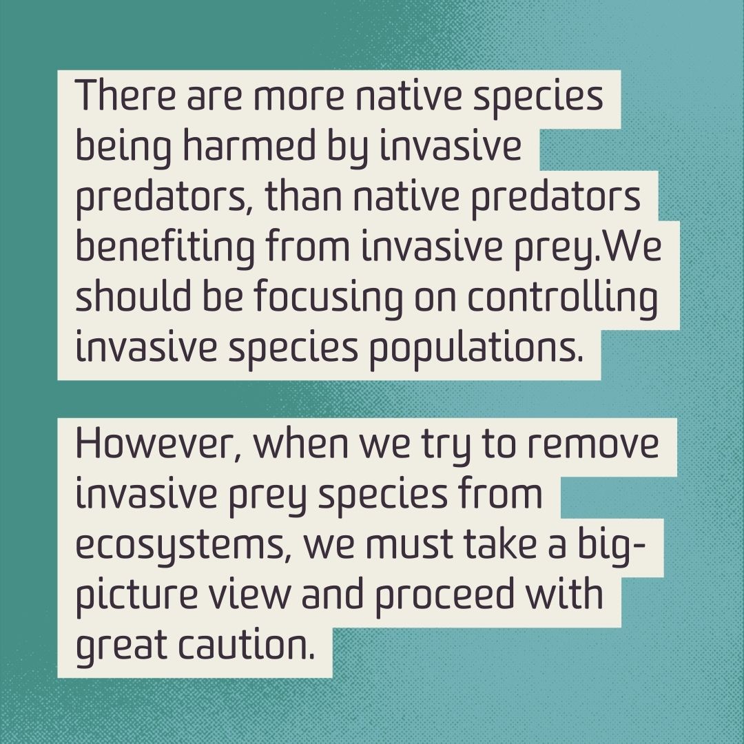 Invasive species: Friend or foe to native predators? Find out why removing invasive prey species might not always be the best solution! Read more: i.mtr.cool/ooiuwaooqx