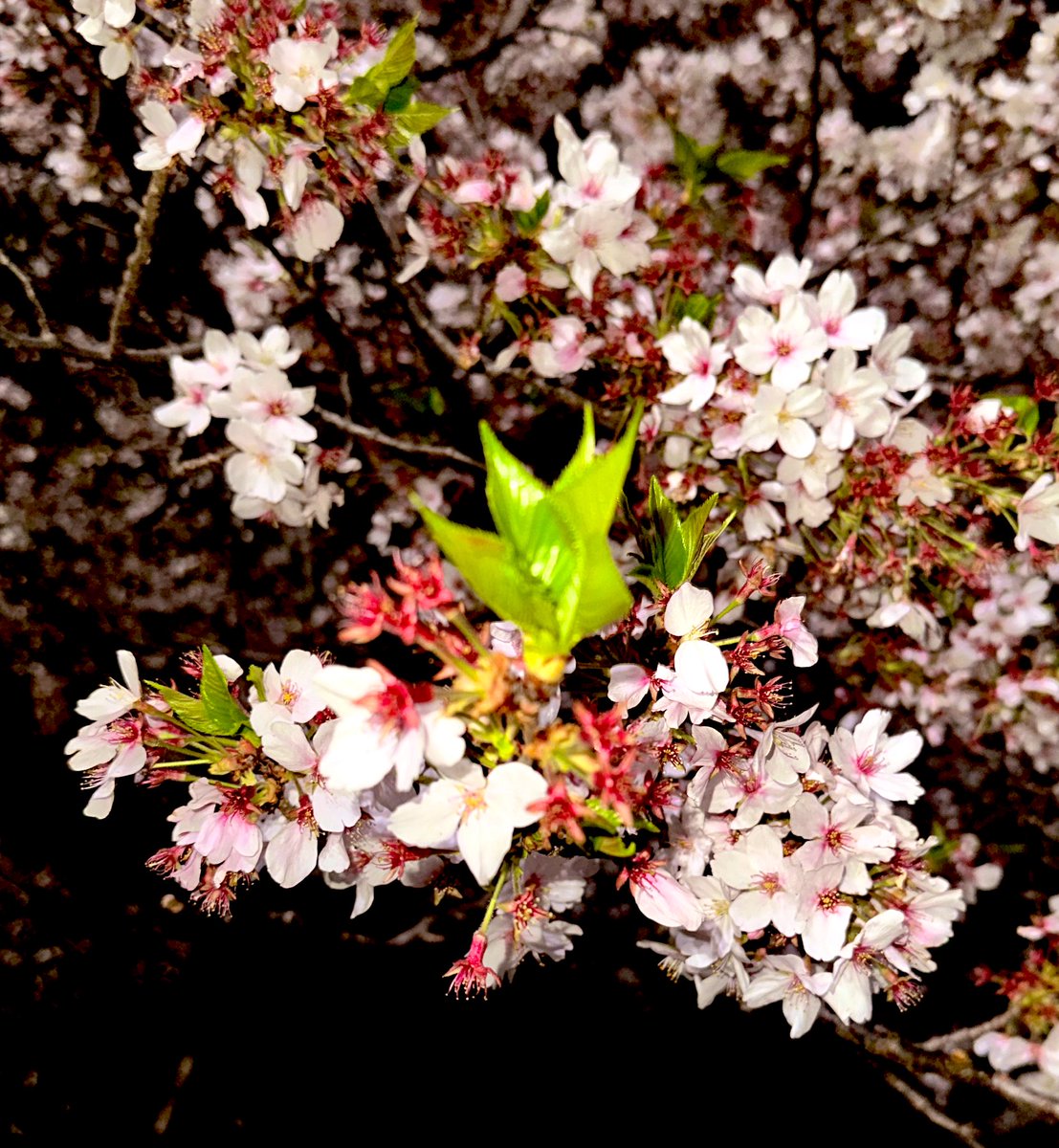 こんな時間に夜桜🍃🌸