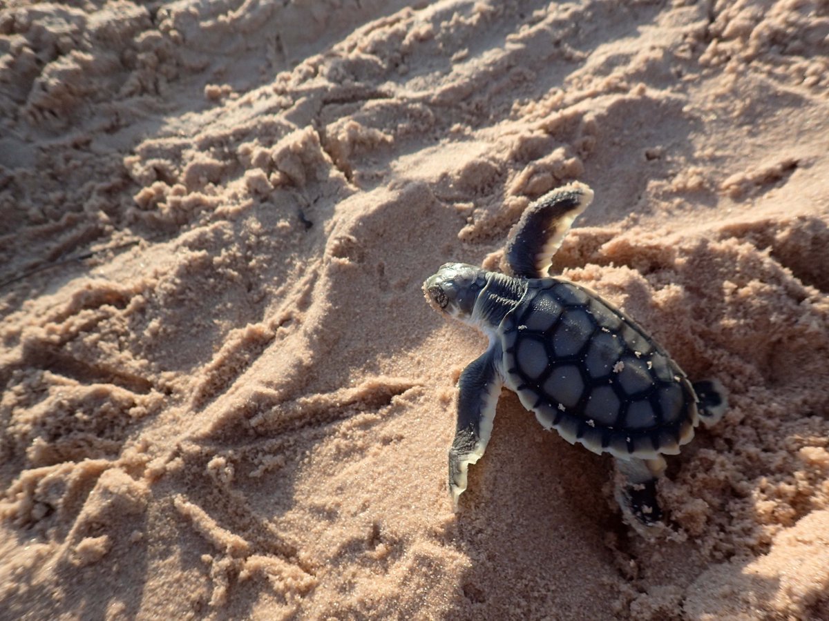 Climate change is predicted to cause more embryonic mortality and less male hatchlings for flatback turtle populations in the Pilbara region within the next 2 decades @NickiJMitch @uwanews uwa.edu.au/news/article/2…