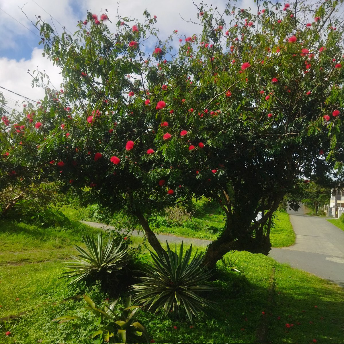 itswyfndr's tweet photo. My morning run is the in - between space of yesterdays forgotten problems & todays beautiful possibilities.With the new day comes new strength and new thoughts.
My morning view from a jog.
#thursdayvibes #photography #mysnaps #outdoors https://t.co/Ano5Bid47s