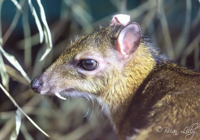 @fasc1nate Aside from the largest bat, the Phillipines also has one of the tiniest, most cutie-patootie HOOFED creatures on the planet. And it has freaking FANGS, dear lord! Ladies & gentlefolks, let me introduce to you the Philippine MOUSE-DEER (which is neither a mouse nor a deer):