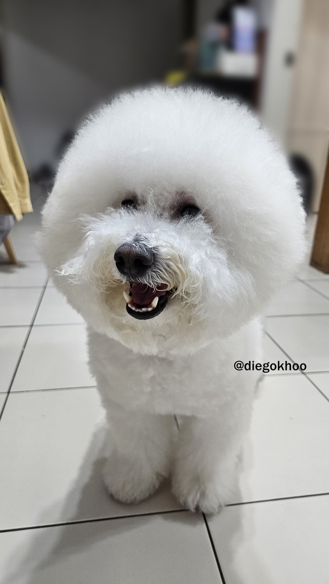 This is my dawag! His name is Berlin.
#bichonfrise #dog #animal
