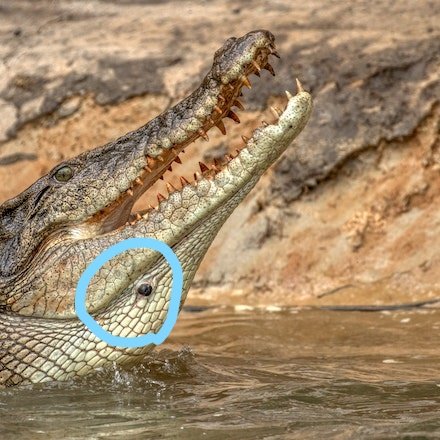 Little known fact on crocodilians is that they have two evertible eye-like glands located on the lower part of mandible jaw (circled in blue below)! What these glands exactly are utilized for is still not entirely understood and still up for debate.