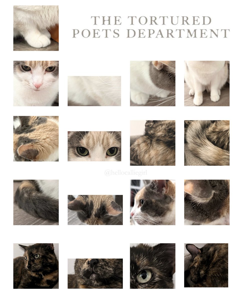 emstudd's tweet photo. Are cats allowed in the Tortured Poets Department? 👀 If so, my girls Callie &amp; Maggie are ready for the #TTPDBoardMeeting ✔️✔️ @taylornation13 @taylorswift13 https://t.co/dbvBbyksSX