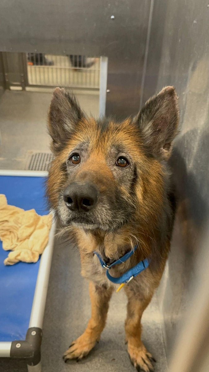 🆘🐶⏲️⌛️TBK 4/19 #DallasTX Duke #A1209509 needs to have an adopter or Rescued or foster! #dogsoftwitter 5 yrs Hairloss, skin irritated, a little scared of new people. To adopt email DASAdopt@dallas.gov. To foster email DASFoster@dallas.gov. Rescue DASRescue@dallas.gov.