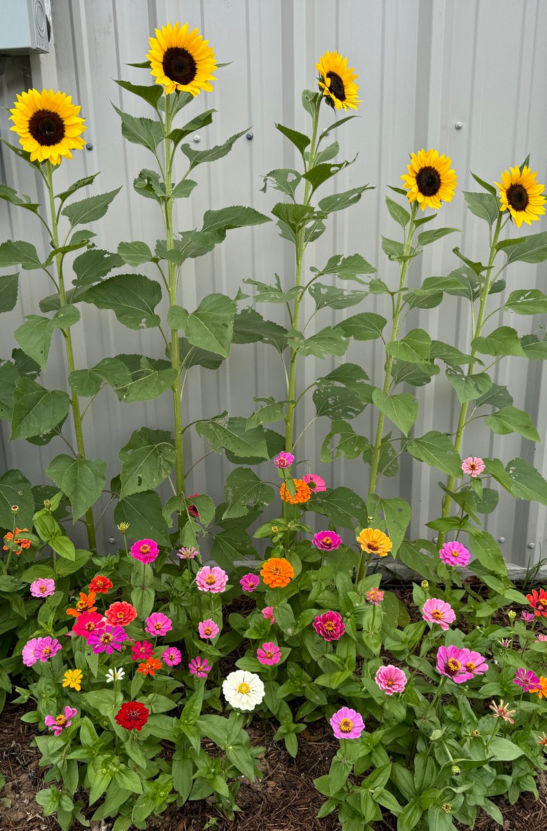 Grown from seeds. The caterpillars are in heaven.