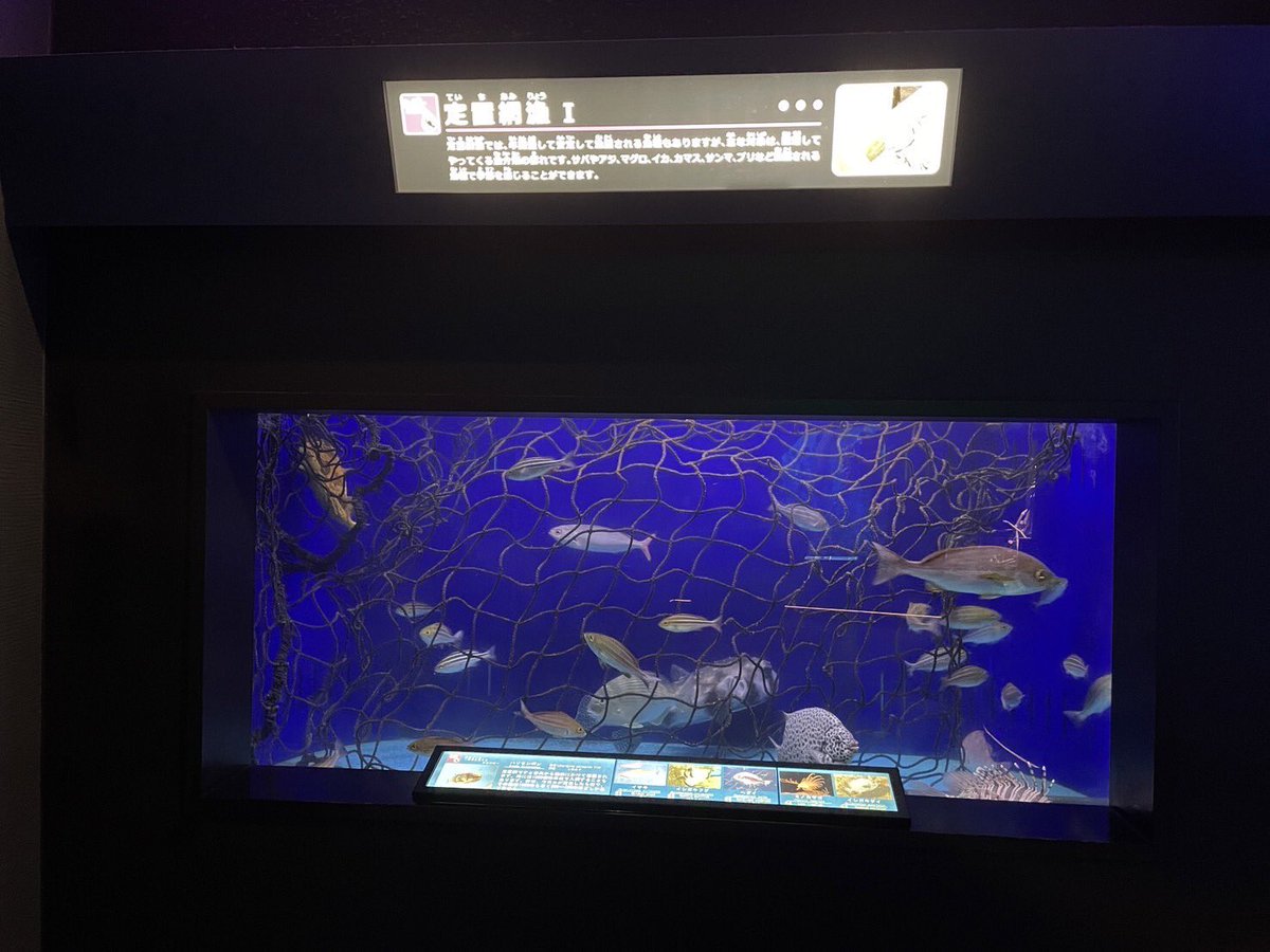 aquariumshimoda tweet picture