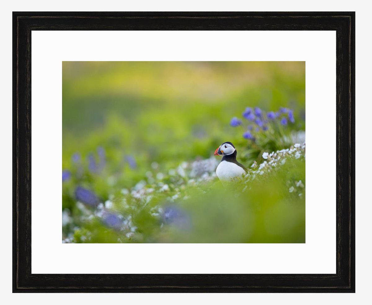 Buy a puffin print for your local school and help the puffins on Skomer in Wales. bwmphoto.myshopify.com/products/puffi… #puffin #wildlifephotography