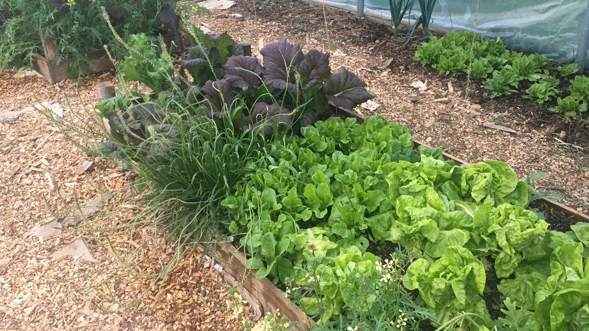 “An outdoor village hall” - that's the vision of @TTDcommfarm. This week, they launched a new partnership with @DorsetMind, so adults & children they support have a peaceful space to grow food and be in nature. Read their story (& meet the hens) transitiontogether.org.uk/transition-far…