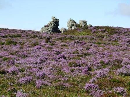 Natural England #JOBALERT Last weekend to apply for our Ranger role on our #Stiperstones #NationalNatureReserve in #Shropshire If you have passion for #Nature and to see it thrive, apply at: civilservicejobs.service.gov.uk/csr/jobs.cgi?j… @JCPInWorcester #ShropshireJobs #ConservationJobs
