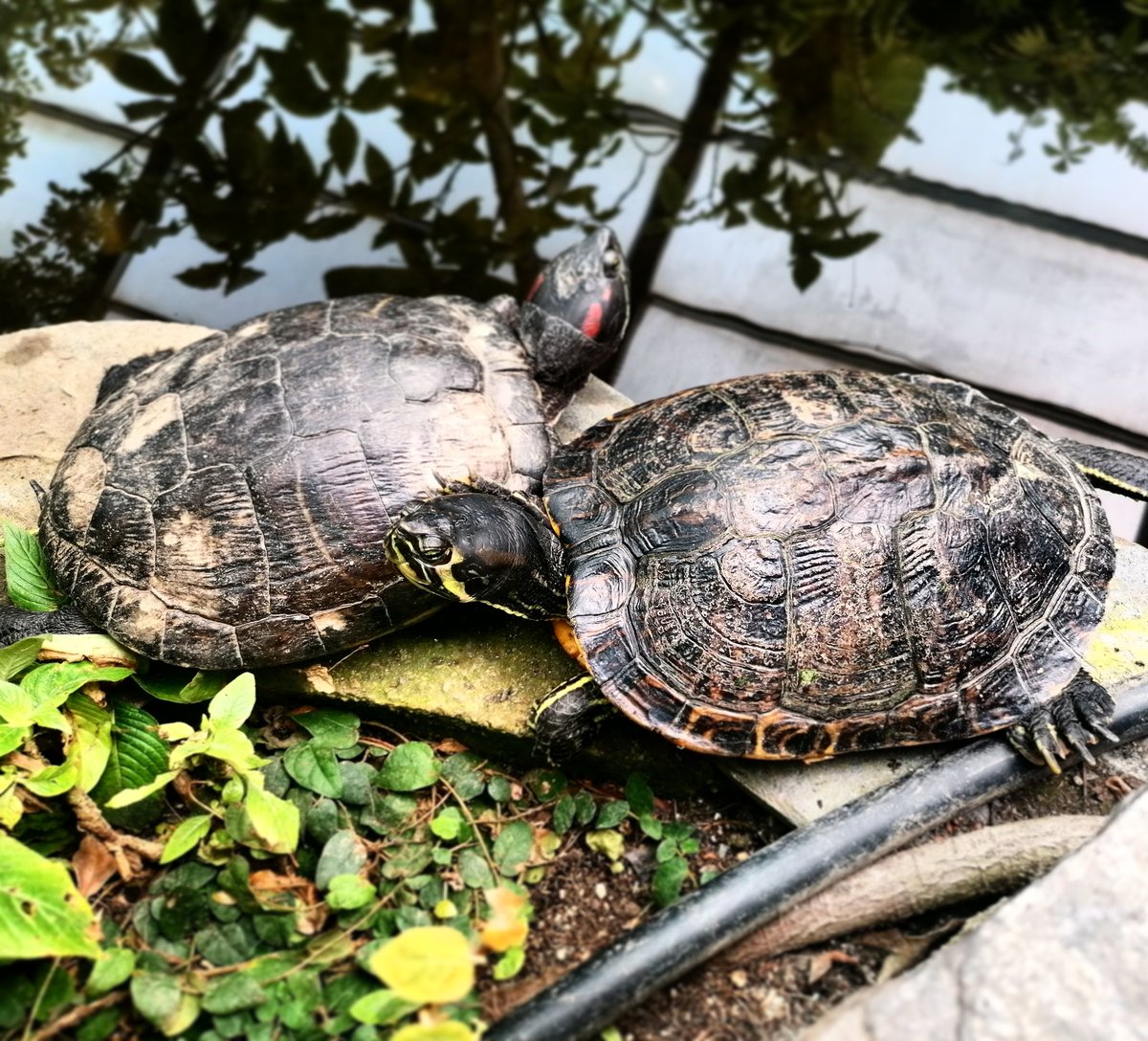 SergioBaraza's tweet photo. #tortugas #tortugasacuáticas #turtles #quelonios #chelonians #reptiles #vertebrados #vertebrates #animals #animales #zoología #zoology #biología #biology #fotografía #photography #naturaleza #nature #parquedelascienciasgranada #quelonios https://t.co/dSxo5u8eUS