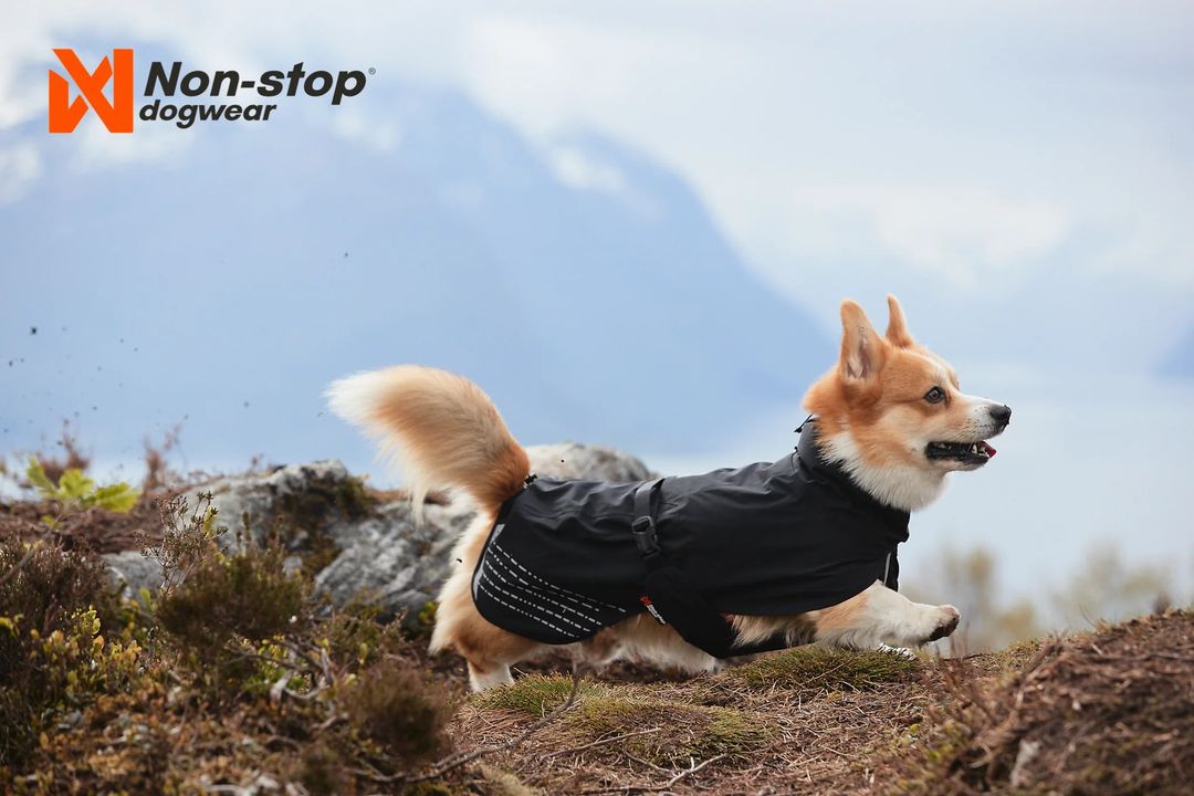 Non-stop dogwear Fjord raincoat is a wind and waterproof raincoat for dogs with excellent breathability and a 15.000 mm waterproof rating to keep your dog dry and comfortable in the rain. 

bit.ly/3Ntp9Ss
