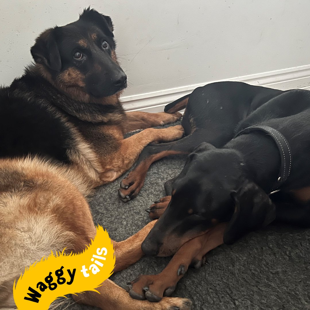 Today's #WaggyTails is Ragnor! Who arrived came in to the centre back in December last year with a poorly heart. Luckily for him he has landed on his paw and is now in his forever with his sister Lara, where his heart remains strong ❤️ #HeartMurmur #Doberman #ForeverHome