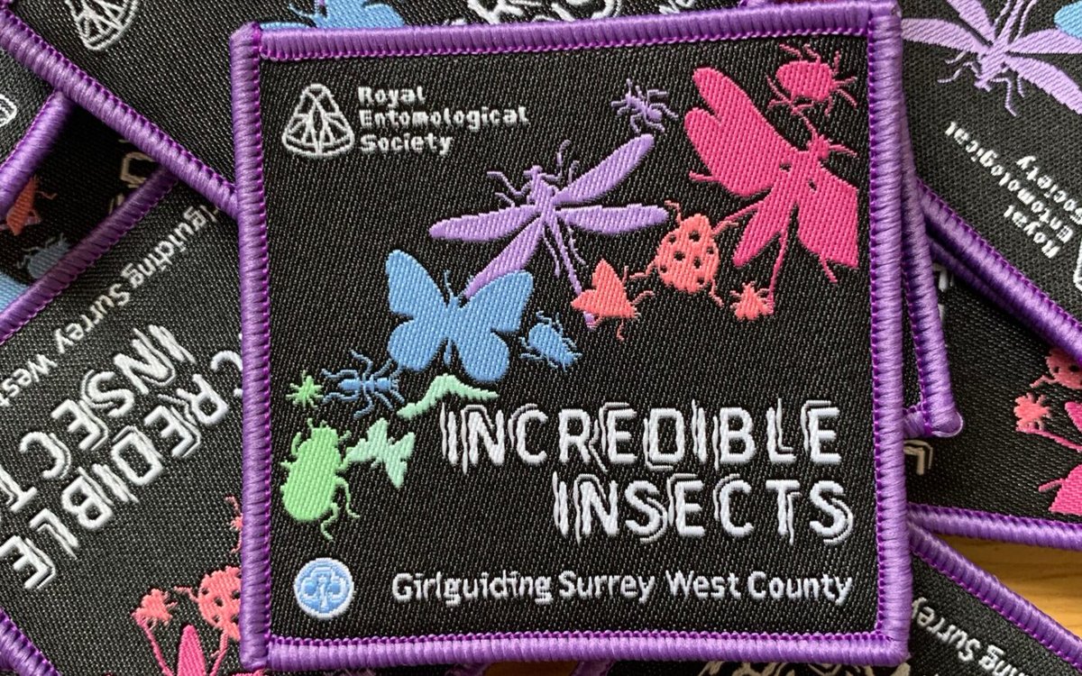 Unleash your inner #entomologist with the #IncredibleInsects challenge badge! Open to all ages, whether you're a member of #Guiding or #Scouting, or curious at home 🐞 Made with love by @hayleyento and @GGSurreyWest insectweek.org/learning-resou… #InsectWeek #Entomology #Science
