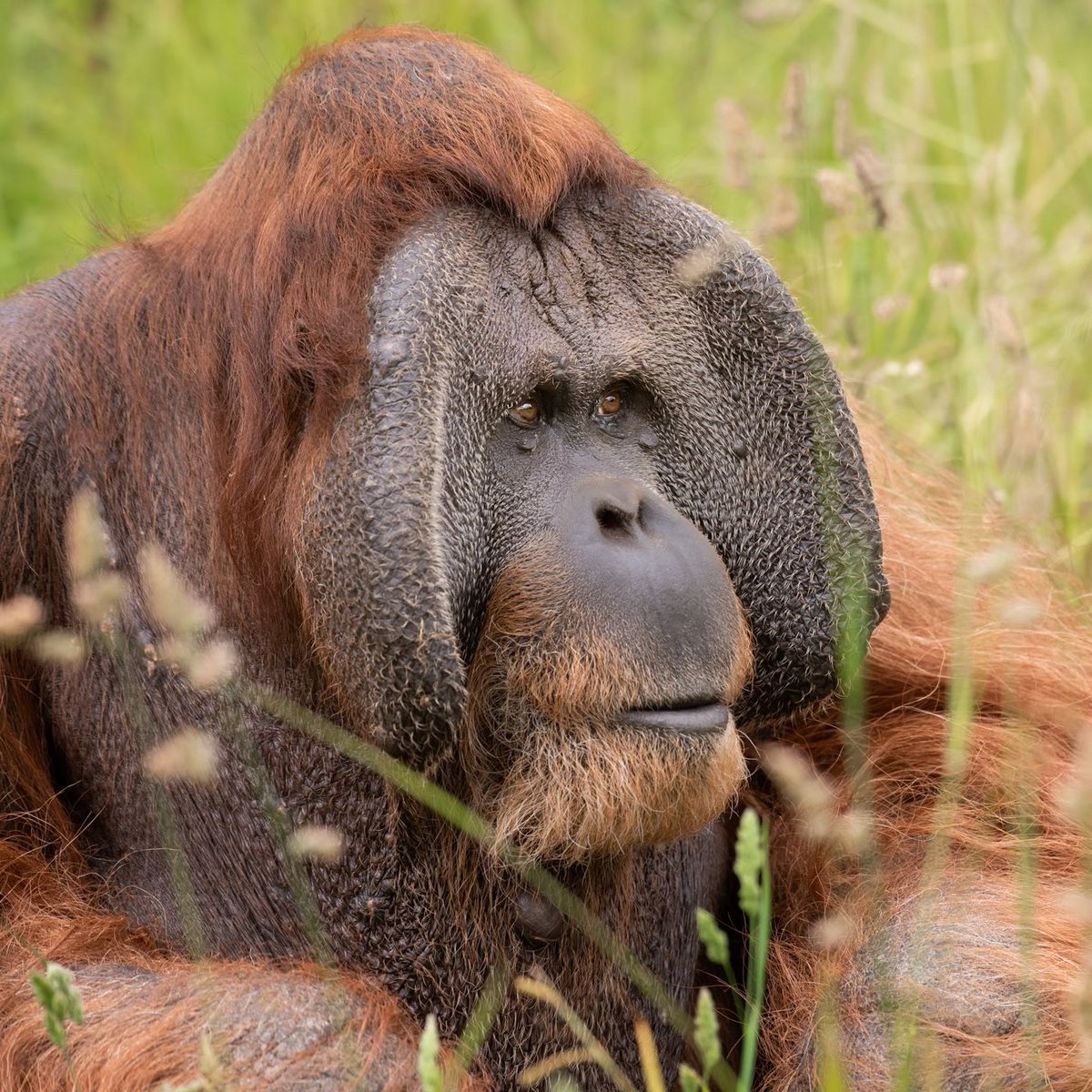 🥳 Happy 39th birthday Dagu! 🎂 🦧 The leader of Jersey Zoo’s Sumatran orangutan family, you can recognise him by the cheek pads on each side of his face. Only grown by dominant males, it is thought that these aid in attracting females. 👉 durrell.org/visit-jersey-z…