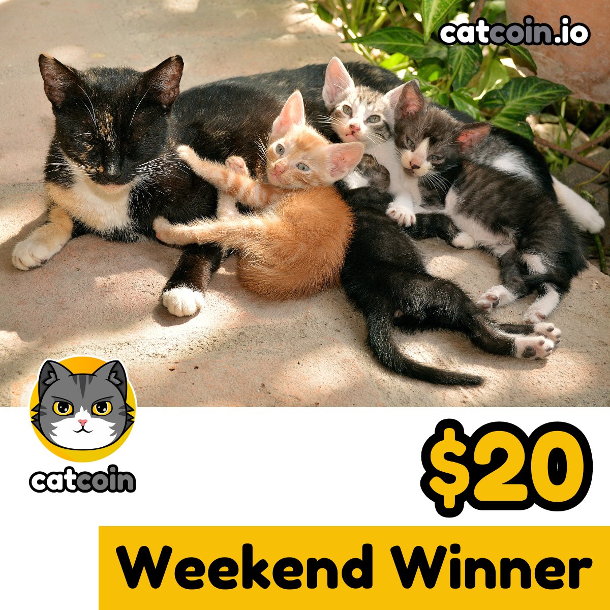 Another weekend = Another Weekend Winner ($20)

• Follow <a href="/officialcatcoin/">Official Catcoin</a>
• Retweet
• And comment #Catcoin #USDT #giveaway

48 hours
