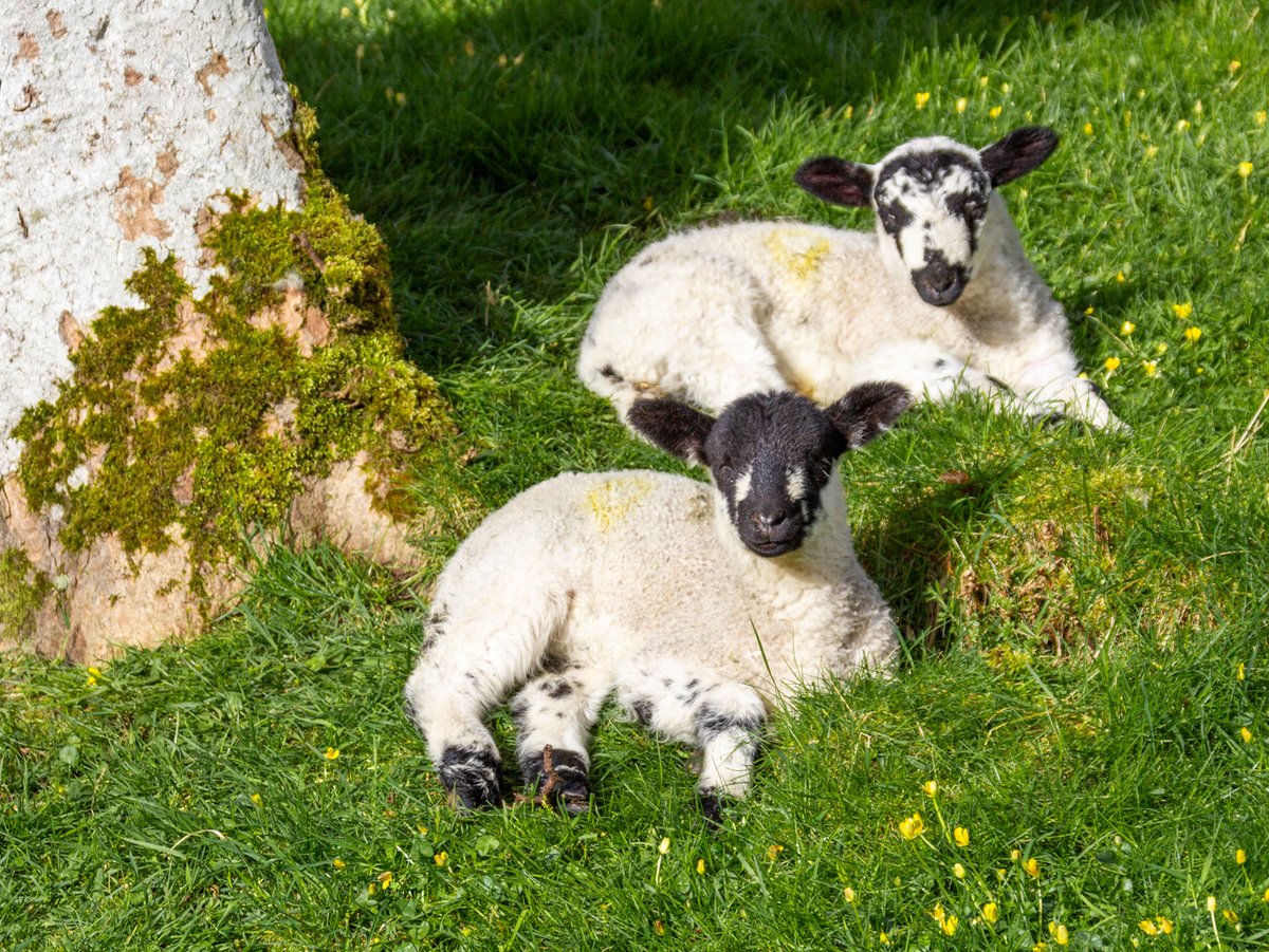 Lovely to see these lambs enjoying sunshine earlier this week 🌤️ If you're spending time in or around the #YorkshireDales over the coming days, please: 🐕‍🦺 Keep dogs on lead around livestock and nesting birds 💚 Follow the paths and the Countryside Code 😊 Have a great time