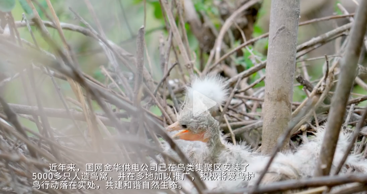 Zhou_jinfeng's tweet photo. #BirdConversation #endangeredspecies

Very excited to announce @CBCGDF_China  Egret Community Conservation Area（#CCAfa） in Lanxi County, Zhejiang Province Established.

https://t.co/lLOKbkd2DT

#birds   @BonnConvention   #EAAFP https://t.co/h28J9FZG6O