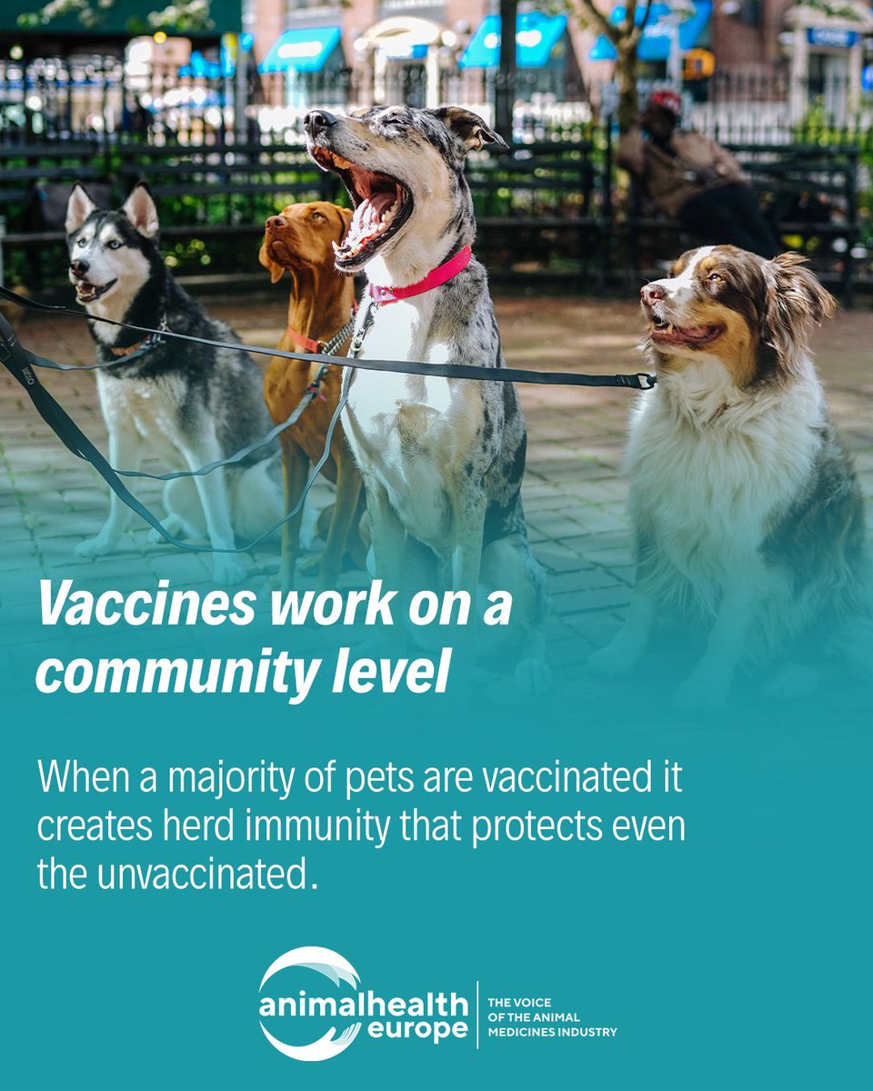 It's World Animal Vaccination Day! 💉

🐈🐕 Keeping our pets vaccinated helps create herd immunity, offering protection even to unvaccinated animals, such as strays

  #WAVD #WorldImmunizationWeek2024