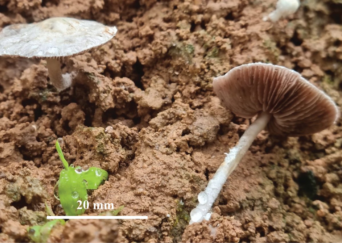 Two #newspecies of Hymenagaricus have been discovered in Oman based on morphology and molecular phylogeny. 🇴🇲 🔗 doi.org/10.3897/mycoke… #taxonomy #mycology