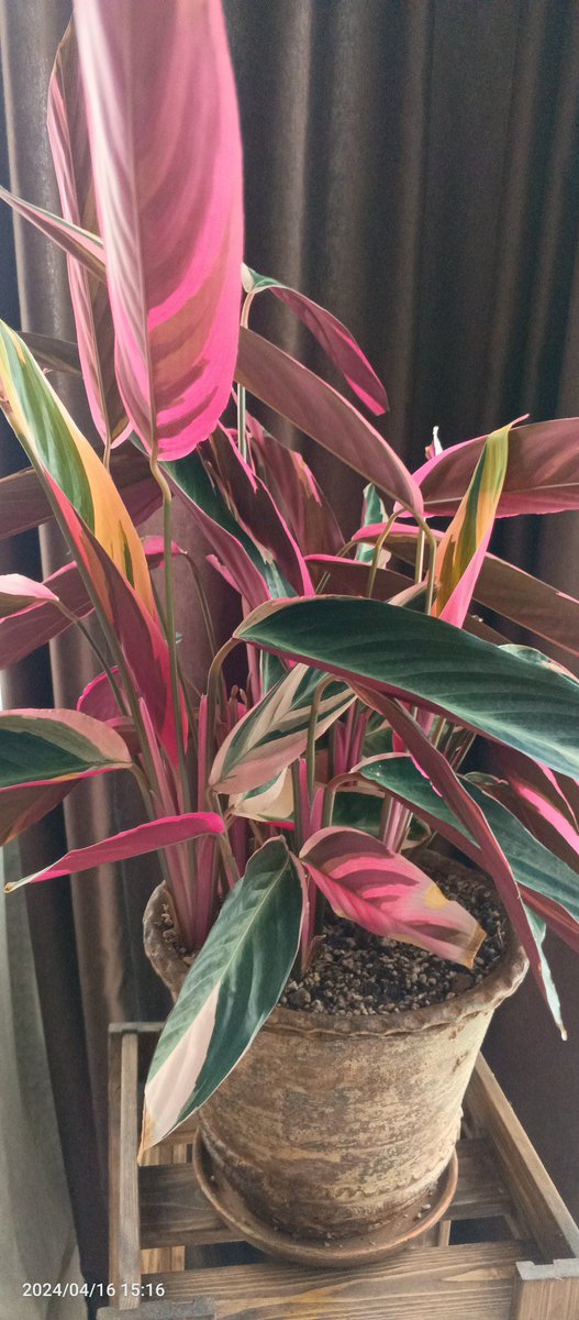 PictographsNFT's tweet photo. 📸 PICTOGRAPHS User Photo Contest Winners! 🚀

🏆 Today, we're excited to announce the winners of our contest!

🪴 For the best photo of houseplant, winner gets +4 levels!
🪵For a photo of wooden object, the author of the best picture earns +6 levels! 
😉 And for the photo of a drawing of yourself +10 levels await the winner!

🌟Stay tuned for more photo competitions! 🚀

#PICTOcontest #PICTOGRAPHS #blockchain