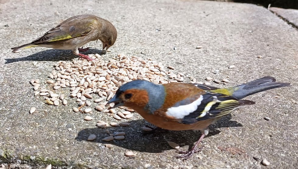 Female Greenfinch and male Chaffinch .... good morning.
