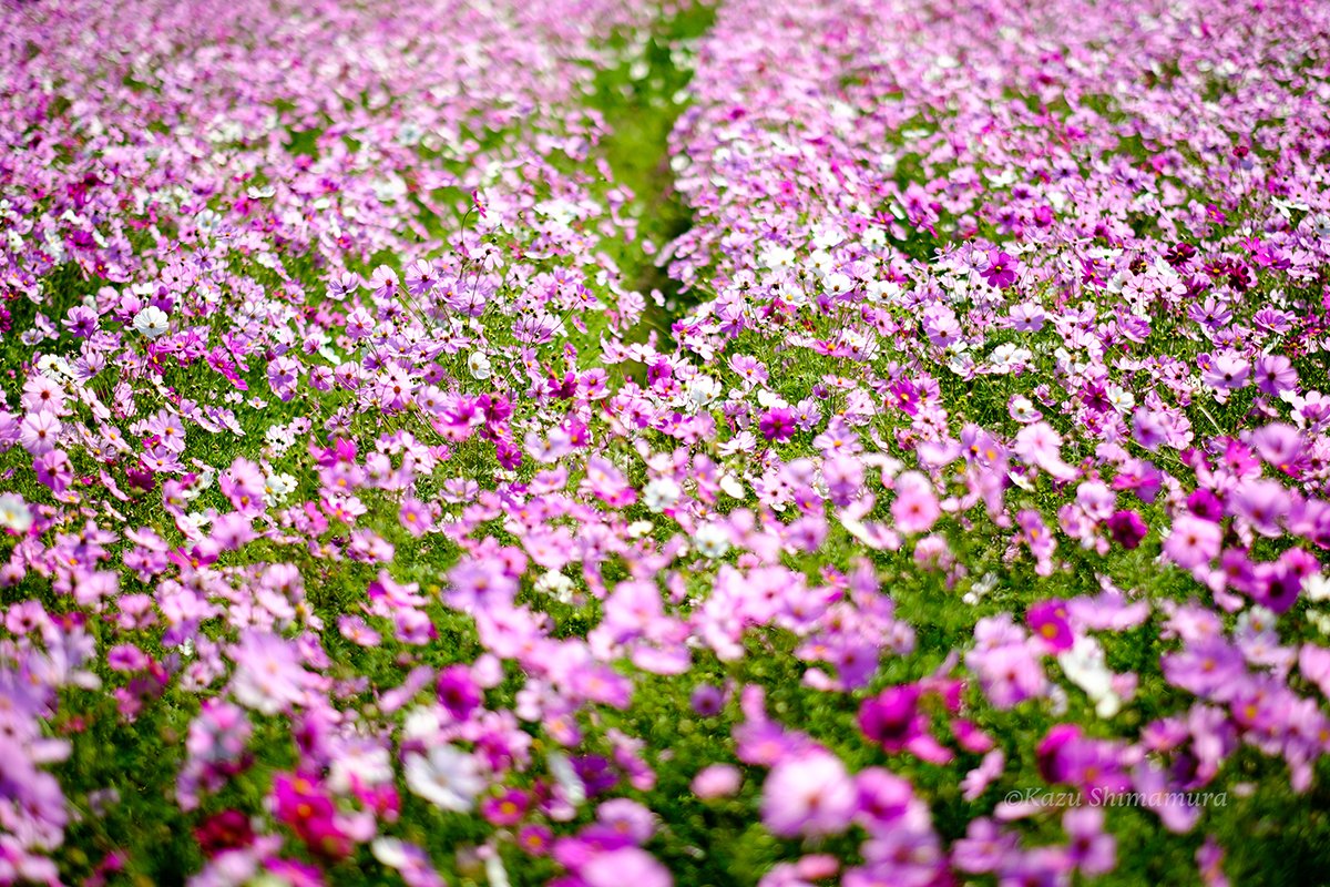 XH1
XF56mmF1.2
velvia

#コスモス写真家 #コスモスフォトグラファー #cosmos #コスモス #秋桜 #ファインダー越しの私の世界 #fujifilm #富士フイルム #今日もx日和 #写真で伝えたい私の世界 #福岡カメラ部 #fukuoka_cameraclub #マルミフィルター #nowar #糸島 #佐賀 #福岡