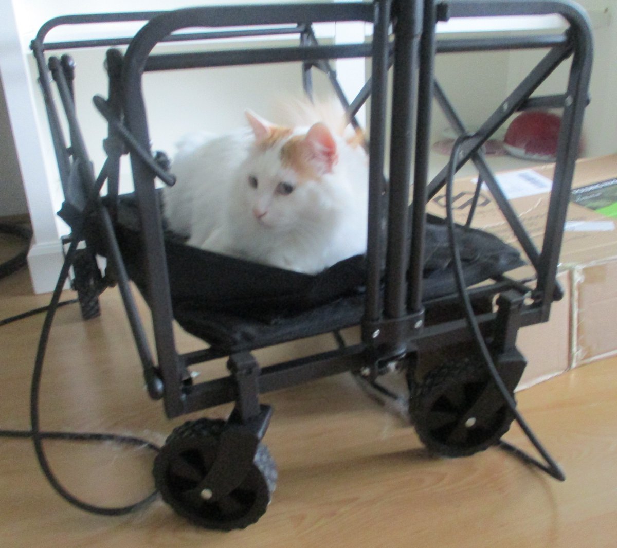 I like to ride on anything that has wheels.
#TurkishVanCats #CatsOfTwitter