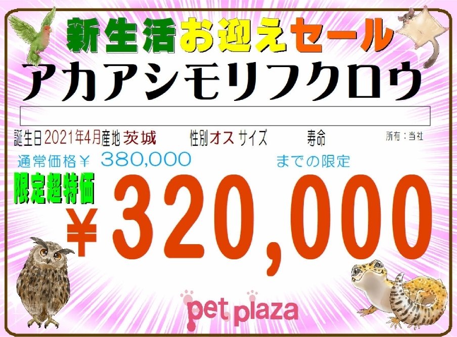 pet_plaza_ichi tweet picture