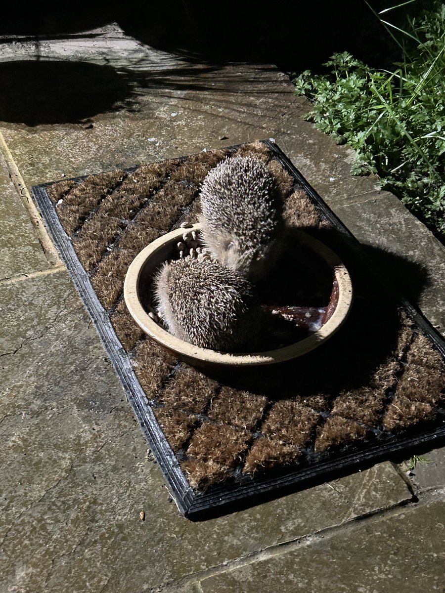 Delighted to be welcoming hedgehogs back into my garden, the first sighting for 6 years! @SussexWildlife⁩