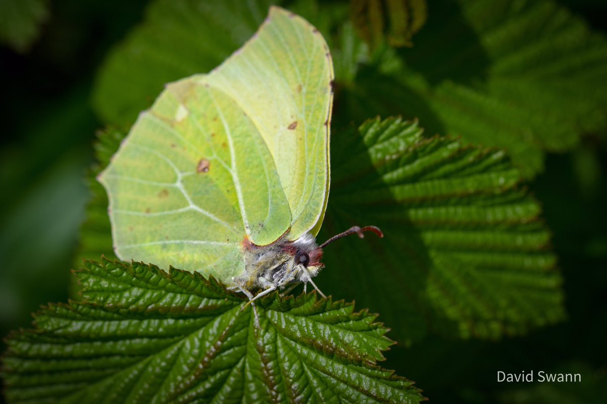 Brimstone. @Natures_Voice @NorthYorkMoors @YorksWildlife @WoodlandTrust @MacroHour @savebutterflies @BC_Yorkshire