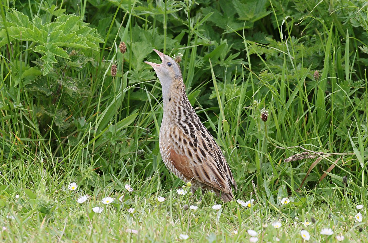 The first Corncrakes have been heard arriving back in Scotland this week! Last year our Corncrake survey saw an increase in the Scottish population for the first time in five years, we're hoping this is the turning point in their recovery. Our #CorncrakeCalling project,