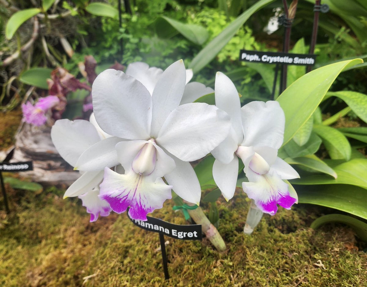 April 19th #orchid of the day: Cattleya Hamana Egret (Dubiosa × walkeriana). A friend of mine took this at a recent orchid show in FL. I think it was in Apopka.