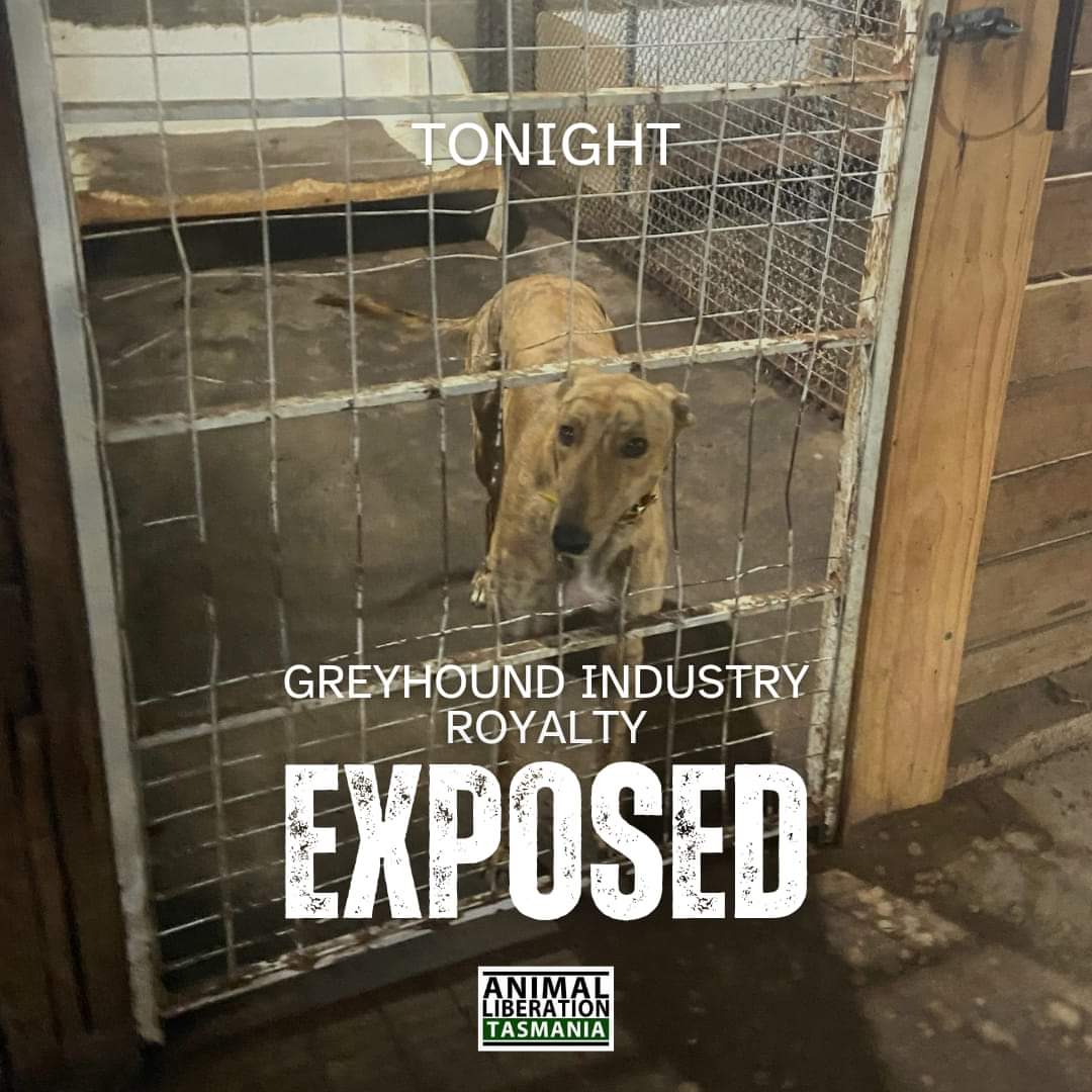 'Tonight on local news outlets, we expose a Tasmanian greyhound Hall of Fame Inductee.

BE WATCHING!

#DefundTasRacing.'
- @AnimalLibORG TASMANIA