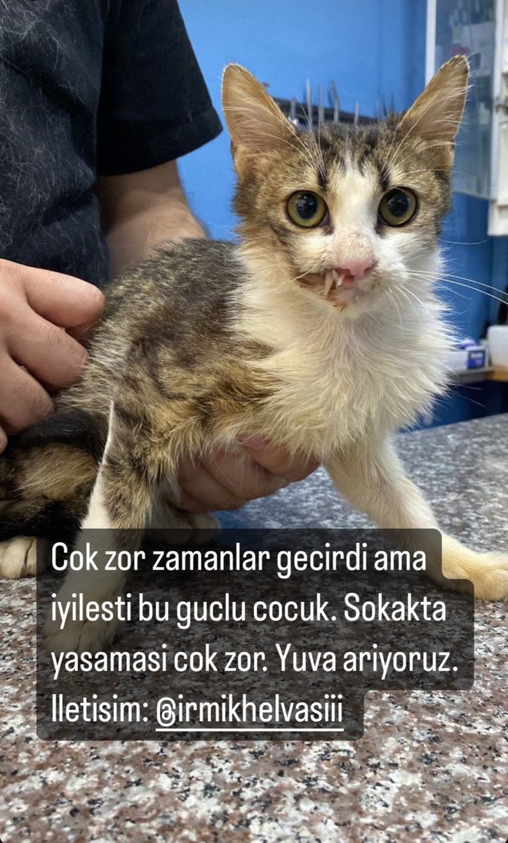 🏡♥️Mücadeleci olsa da dışarıda yaşaması zor..😻