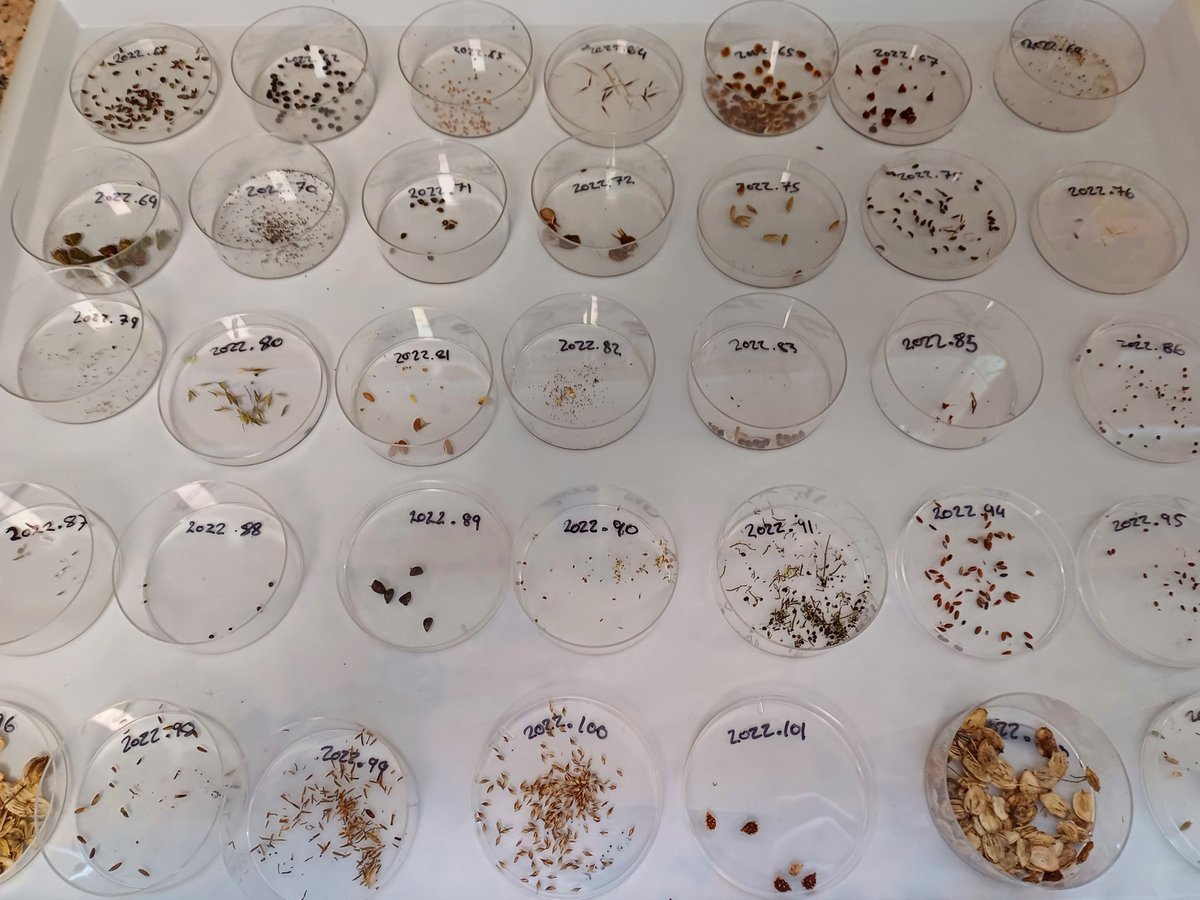 The National Seed Bank made significant milestones this month with the first 100 batches of seed being officially accessioned into the collection after competing the quality control process. NBGS0000001 was Anthyllis vulneraria collected in the Burren by @NPWSIreland colleagues