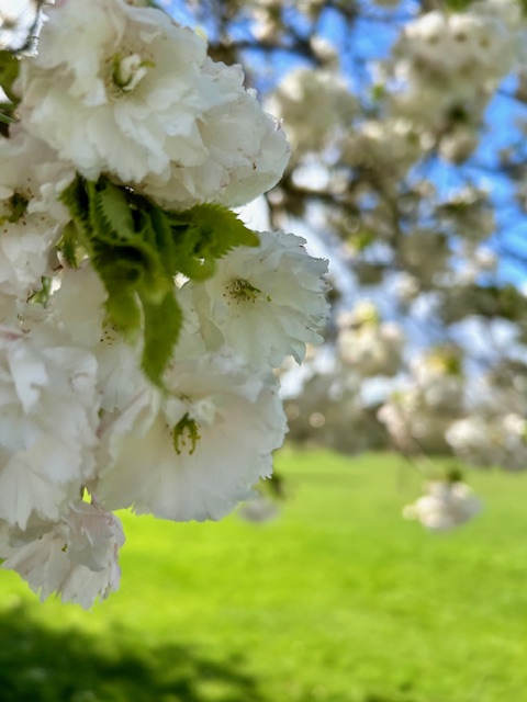 VisitKnowle tweet media