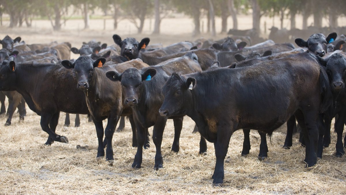 Be prepared and plan for this season 📅 Check out the latest info, tools and advice to support southern cattle producers make informed decisions 👉🏼agric.wa.gov.au/southern-beef-…