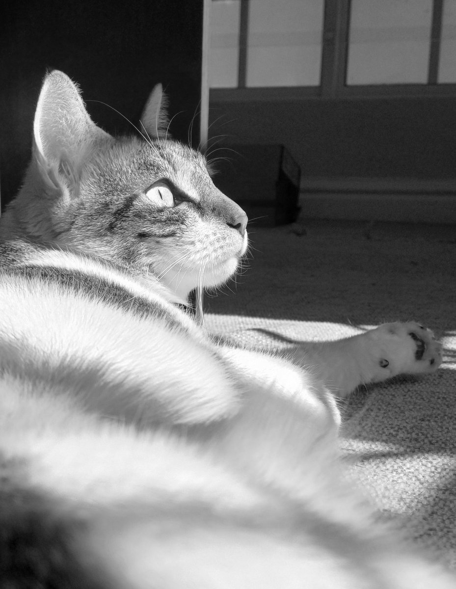 Sunshine state of mind ☀️😸✨️ 

#catsinsunshine #catsnoirfriday #catlife #pawtrait #catsinblackandwhite 

instagram.com/p/C575gRmoDld/