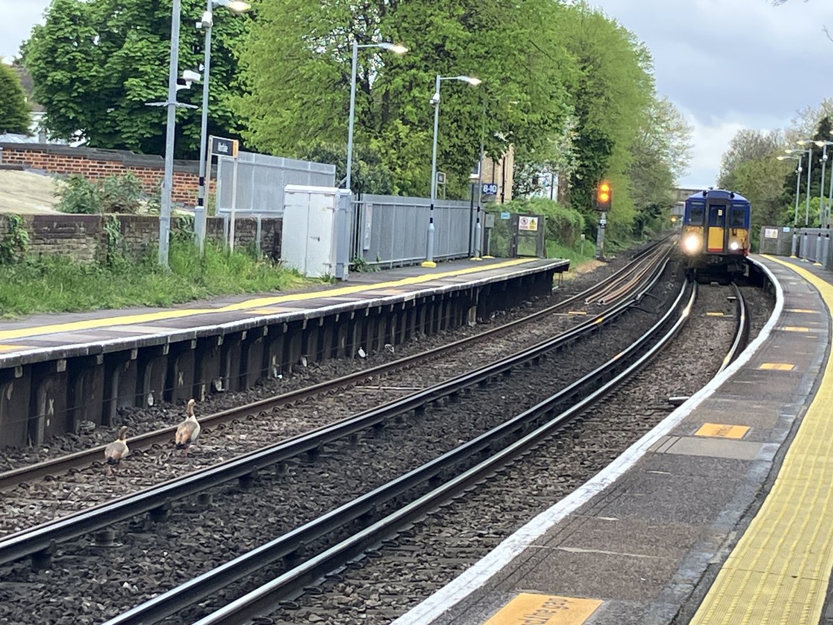 High drama in #Mortlake station today as a family of Egyptian Geese walked along the tracks. The station manager and the drivers of the trains were making every effort to help them, slowing right down. Hope they got off the tracks.