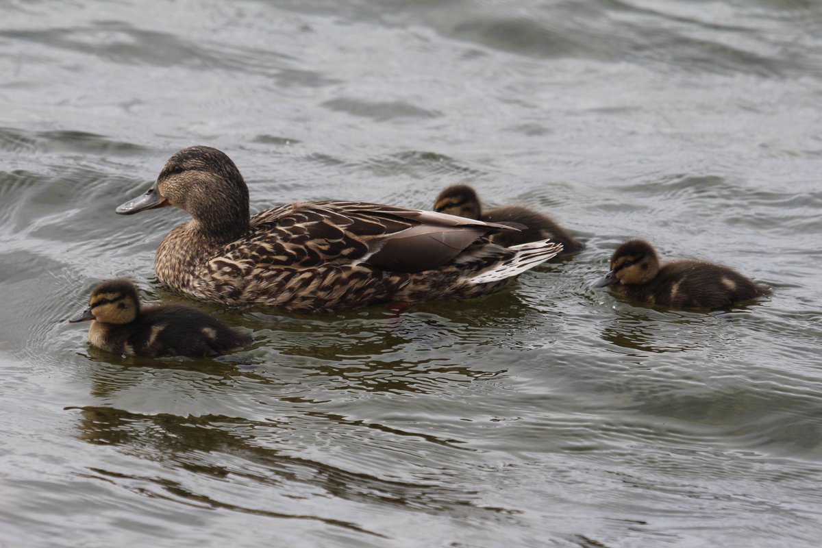 Mother Duck and her small brood of ducklings out on the local lake.