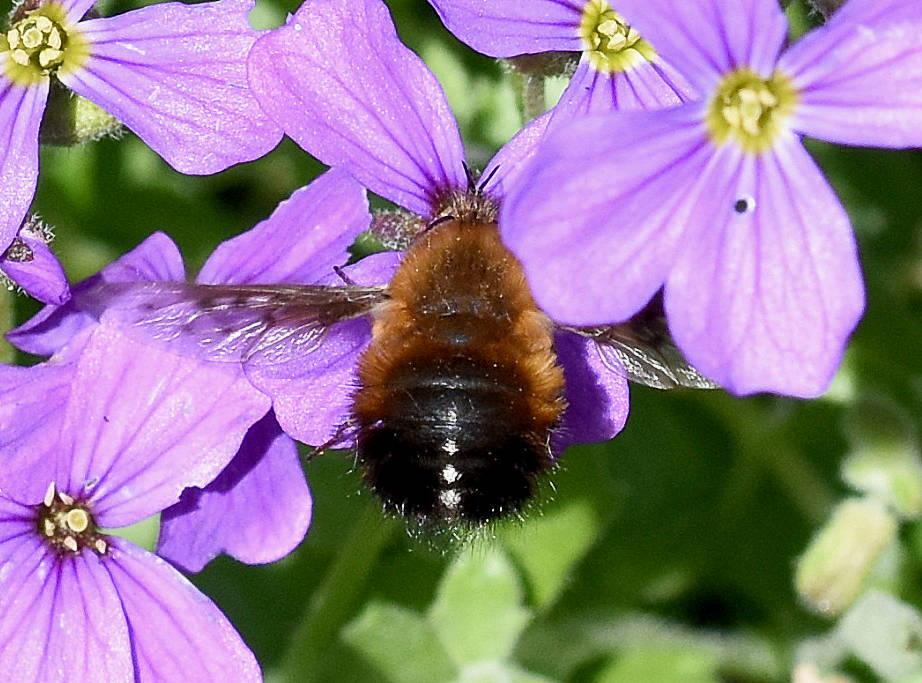Dotted Bee-fly, Bombylius discolor 
Photo Andy's Rutland 
Learn more: naturespot.org.uk/species/dotted… 
#Flies #Diptera #Rutland #nature #UKWildlife
