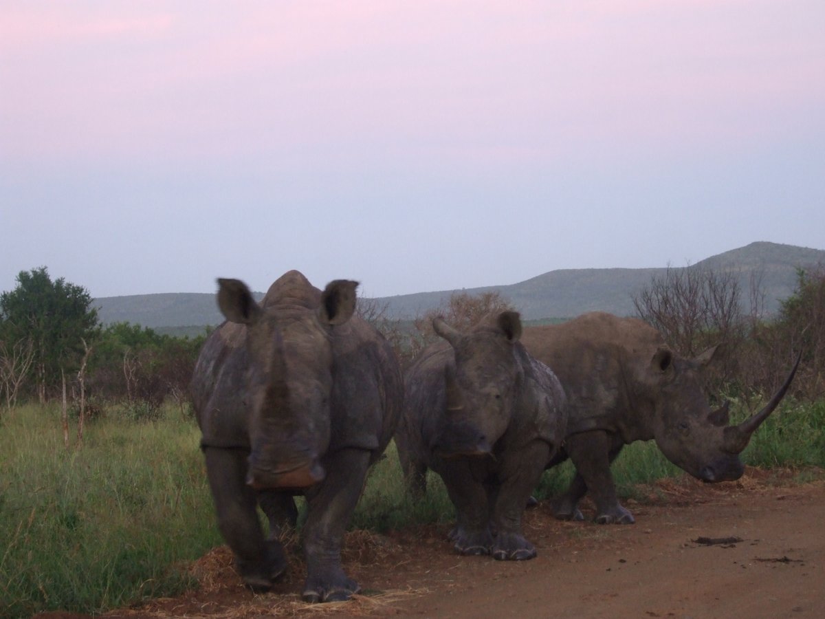 Not sure who was more startled. A near crash experience before sunrise. Somewhere close to the middle of nowhere. The thrill of an encounter in their territory.....
#rhinofriday  #Rhinos  #safari  #Travel  #wildlife  #SouthAfrica  @SavingSurvivors @KP24