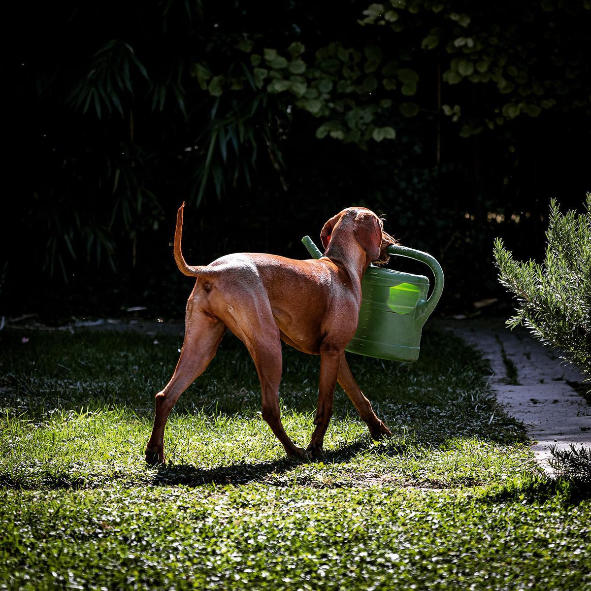 On ne dit jamais non à un coup de patte au jardin ! 😉

#ChienDeChasse #ChienDeVie #VieDeChienDeChasse #ChassePartage #Chasse
#Jardinnage