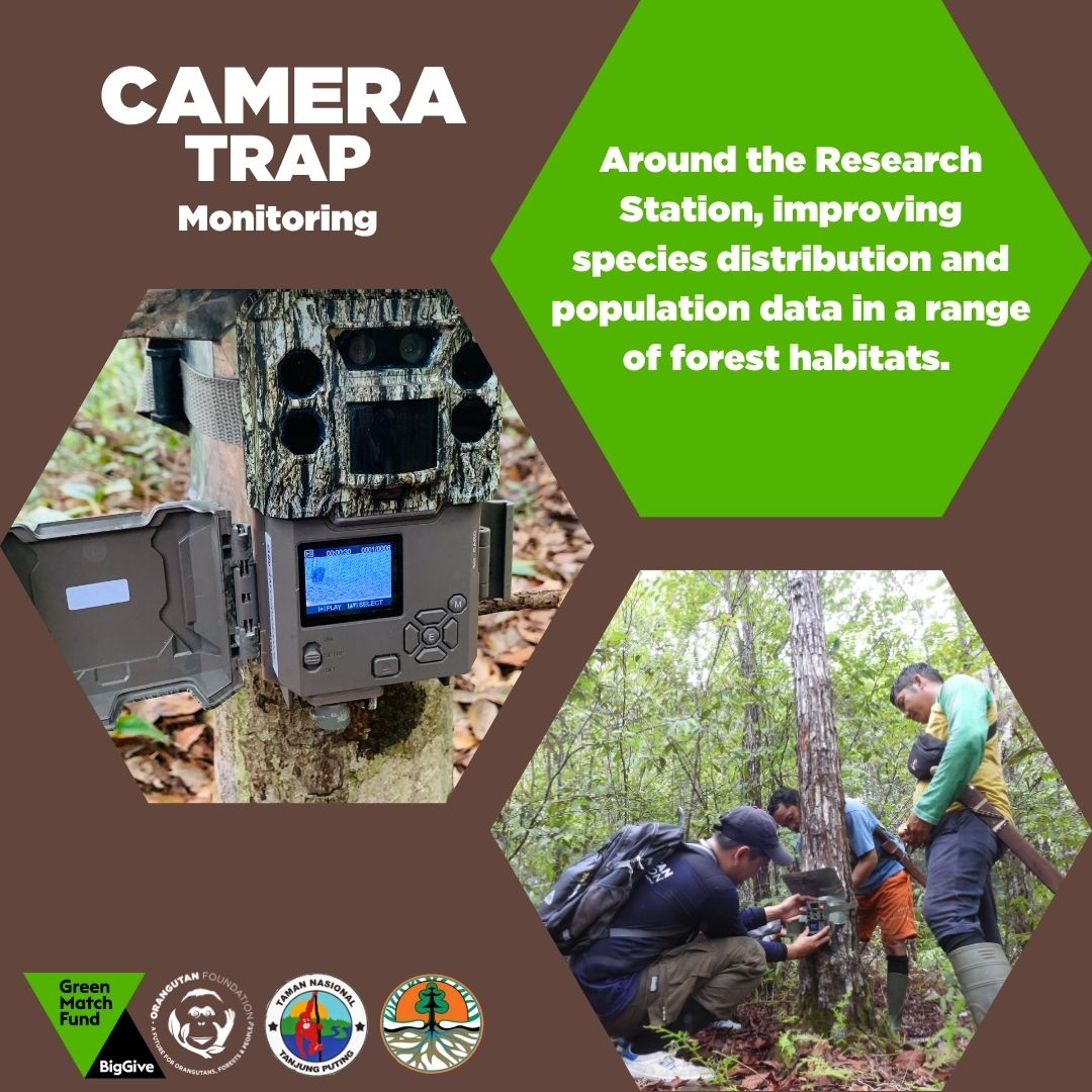 Funds will help us buy five new camera traps in Tanjung Puting National Park. These will provide species distribution data, leading to improved protection and conservation decisions.🌳 5 days left of appeal.💚 Donate here: donate.biggive.org/campaign/a0569… (2/2)