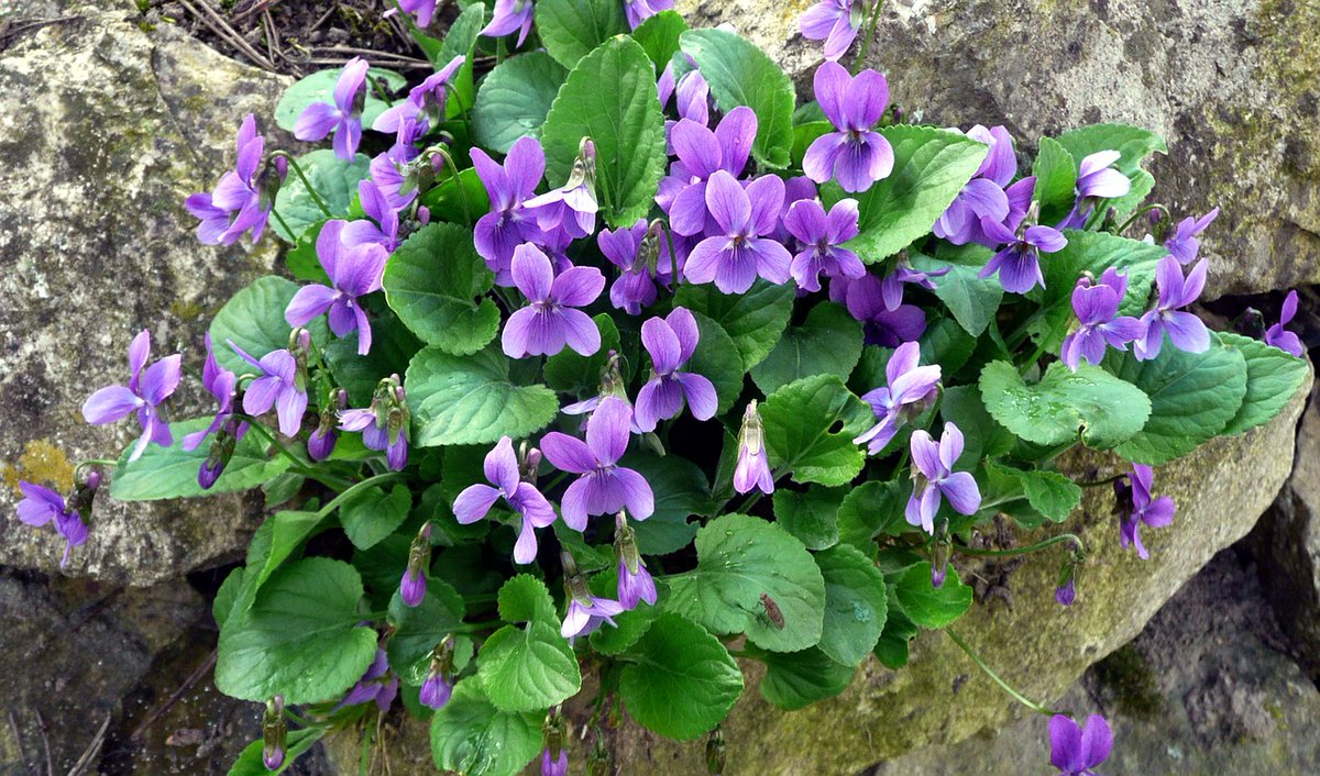 @Brigitt01214804 Ich liebe Veilchen.
Schattenblume
Deine Schutzlosigkeit
schnürt mir die Kehle zu.
Ich knüpf dir ein Netz
aus Tautropfen
Darin bricht sich das Licht
siebenfach. 
Ingeborg Höverkamp, Mondstaub, #Amazon oder über die Autorin, signiert.