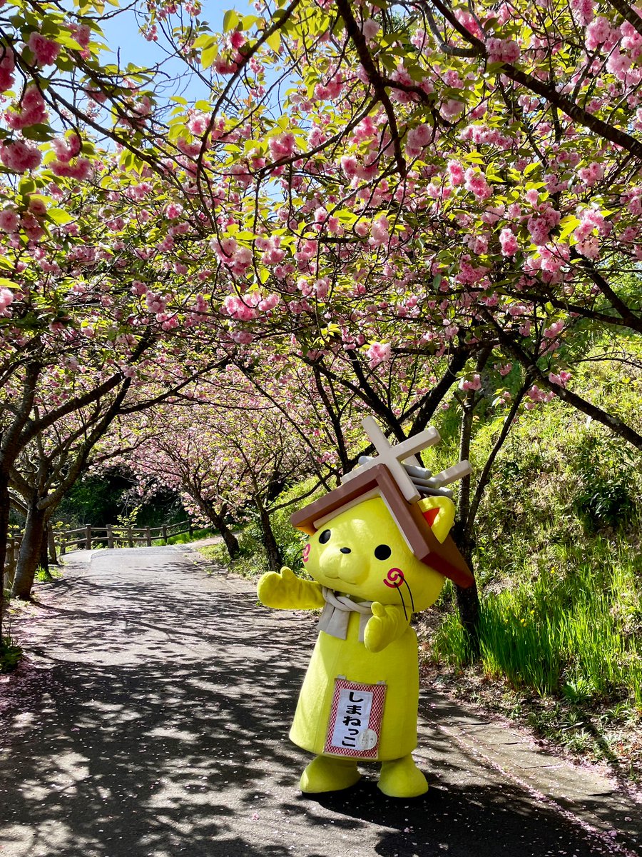 八重桜のトンネルにゃ〜🌸🌸🌸
*॰ॱ‹‹\( *´ω`*)/››*.+゜
#斐川公園 #出雲市 #斐川町 
#八重桜 #さくら #しまねっこ