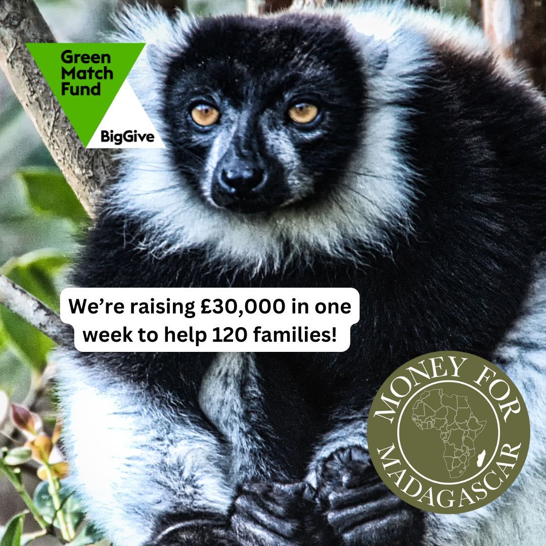 Our Green Match Fund campaign has another 6 days to go. Donate using the link below; your donation will go twice as far! buff.ly/4cXrDmZ #madagascarcharity #reforestation #environmentalcharity #greenmatchfund